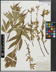 Foto von Salix alba L. x Salix fragilis L.